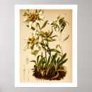 Recherche de edelweiss art Fleurs blanches