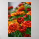 Recherche de yeux lion posters Maman