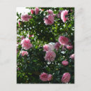 Recherche de camélias cartes postales Flore