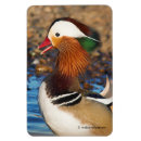 Recherche de étang de canard magnets Sauvagine
