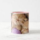 Recherche de deux chats tasses Chaton