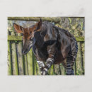 Recherche de okapi cartes postales Faune