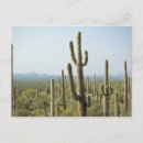 Recherche de amérique nord cartes postales Cactus