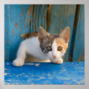 Recherche de calico cat posters Animal