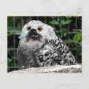 Recherche de humour de hibou cartes postales Animal