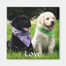 Recherche de chien de labrador magnets Canine