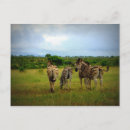 Recherche de zebre cartes postales Faune