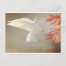 Recherche de colombes blanches cartes postales Nature