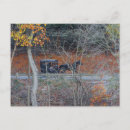 Recherche de amish cartes postales Cheval