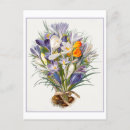Recherche de fleurs de crocus cartes postales Vintage