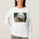 Recherche de goldendoodle Chiens