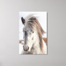 Recherche de equus impressions sur toile Superstock