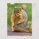 Recherche de étendu cartes postales Animal