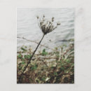 Recherche de solitude cartes postales Nature