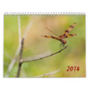 Recherche de libellule et damselfly Photographie