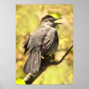 Recherche de jaune de chat posters Faune