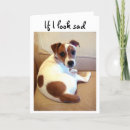 Recherche de chiot de terrier de russell Animal