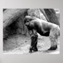 Recherche de gorille masculin Zoo