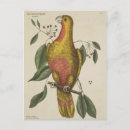 Recherche de oiseau perroquet cartes postales Illustration d'oiseaux