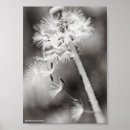 Recherche de fleur pissenlit posters Herbe