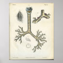 Recherche de trachée posters Anatomie