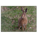 Recherche de lapin ustensiles cuisine Animal
