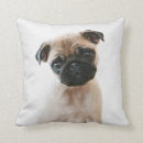 Recherche de chiot de carlin coussins Adorable