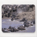 Recherche de masai mara tapis souris Troupeau