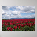 Recherche de tulipe rouge posters Tulips
