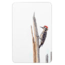 Recherche de sanglier magnets Nature