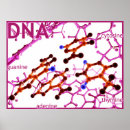 Recherche de thymines Adn