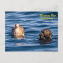 Recherche de monterey cartes postales Loutre de mer