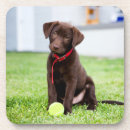 Recherche de chocolat labrador dessous de verres Mignon