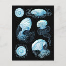 Recherche de haeckel cartes postales Science