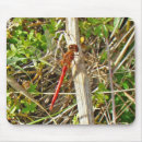 Recherche de petit insecte tapis souris Nature