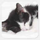 Recherche de allongé autocollants Photographie