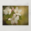Recherche de rose vents cartes postales Vert
