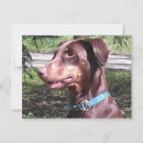 Recherche de pinscher dobermann cartes postales Chien