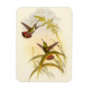 Recherche de colibri magnets Oiseau