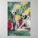 Recherche de chiot dalmatien posters Chiots
