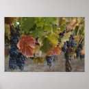 Recherche de raisins rouges posters Feuille