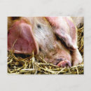 Recherche de pigs cartes postales Animaux de ferme