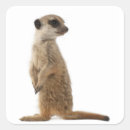 Recherche de suricates autocollants Faune