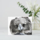 Recherche de amazonie cartes postales Rio de janeiro