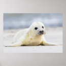 Recherche de bébé phoque art Animaux