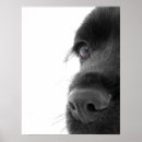 Recherche de épagneul posters Blanc