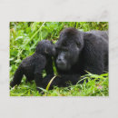 Recherche de gorilles de montagne cartes postales Faune