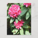 Recherche de jardin secret cartes postales Floral