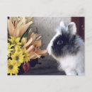 Recherche de lapin nain cartes postales Animal