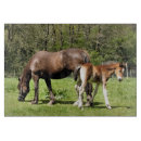 Recherche de cheval planches à découper Poulain